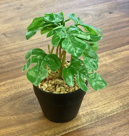 Plant Abbott Spade Leaf Small 27-BOTANY-057-02