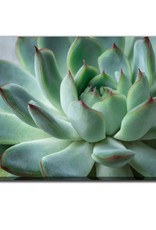 Streamline Art Green Echeveria Succulent 30 x 45 D2759