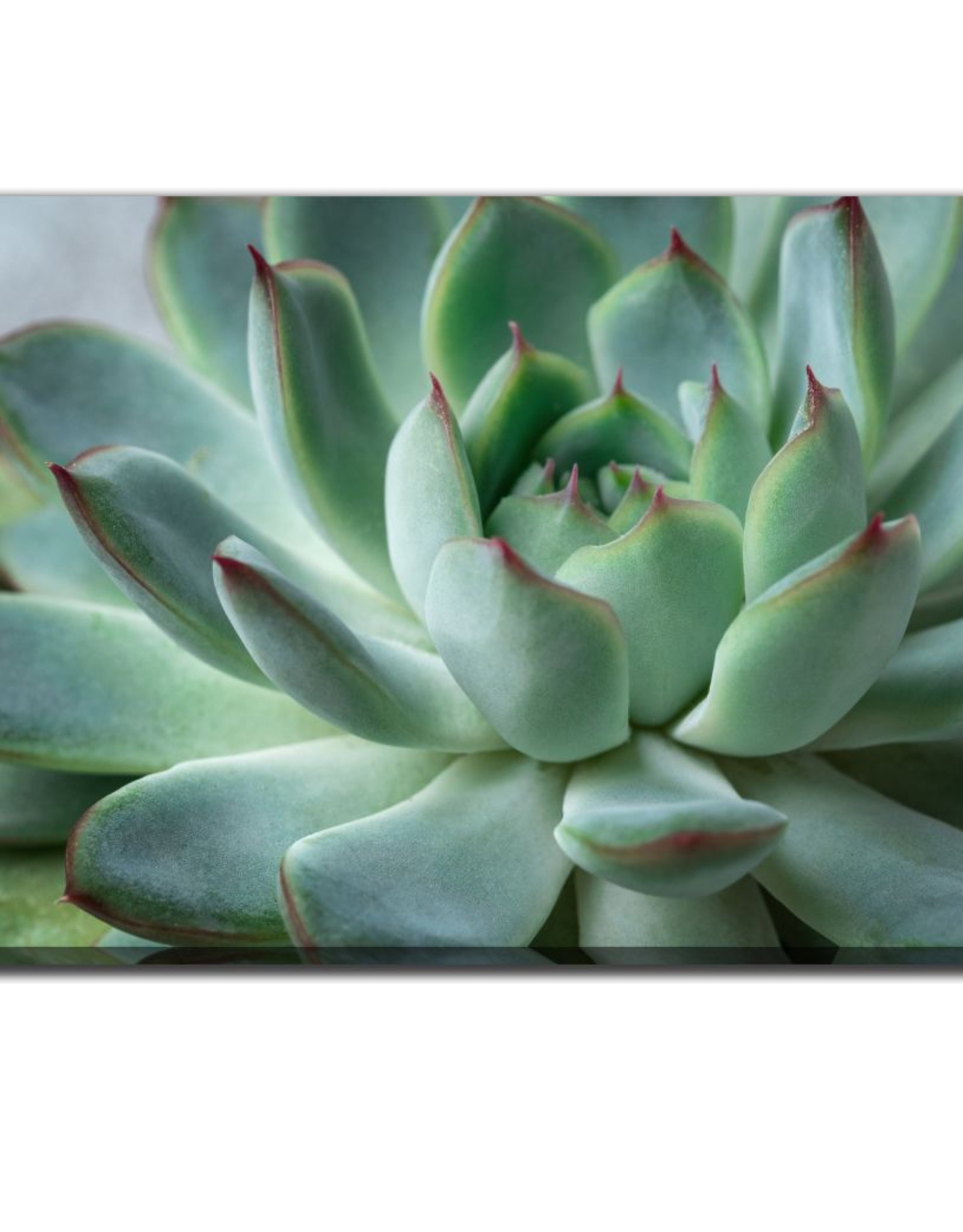 Streamline Art Green Echeveria Succulent 30 x 45 D2759