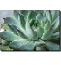 Streamline Art Green Echeveria Succulent 30 x 45 D2759