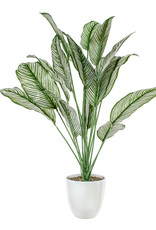 Plant Danson Potted Plastic Calathea Green 26”