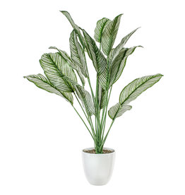 Plant Danson Potted Plastic Calathea Green 26”