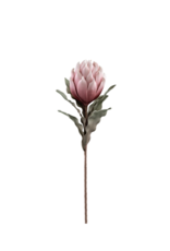 Floral T&T Desert Blooming Protea 33” 904225B