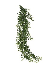 Nostalgia Plant Nostalgia Climber  868-041