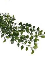 Nostalgia Plant Nostalgia Climber  868-041