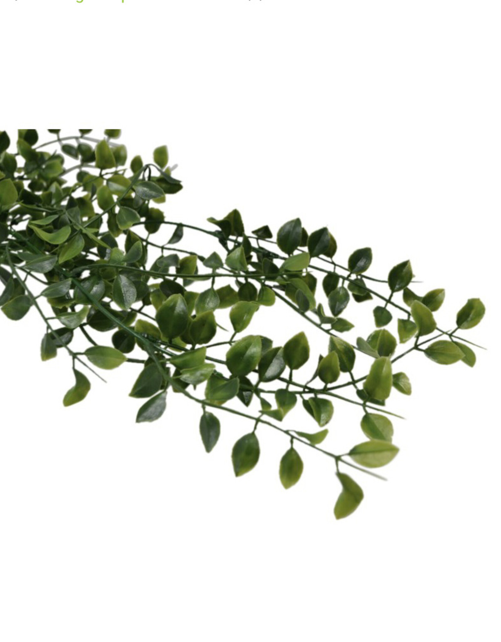 Nostalgia Plant Nostalgia Climber  868-041