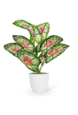 Plant Abbott Pink/Green Leaf  27-BOTANY-049-01
