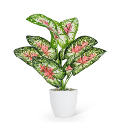 Plant Abbott Pink/Green Leaf 27-BOTANY-049-01