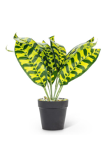 Plant Abbott Green/Yellow Leaf 27-BOTANY-018-02