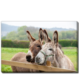 Streamline Art Couple Of Donkeys 30 x 45 D3529-3045