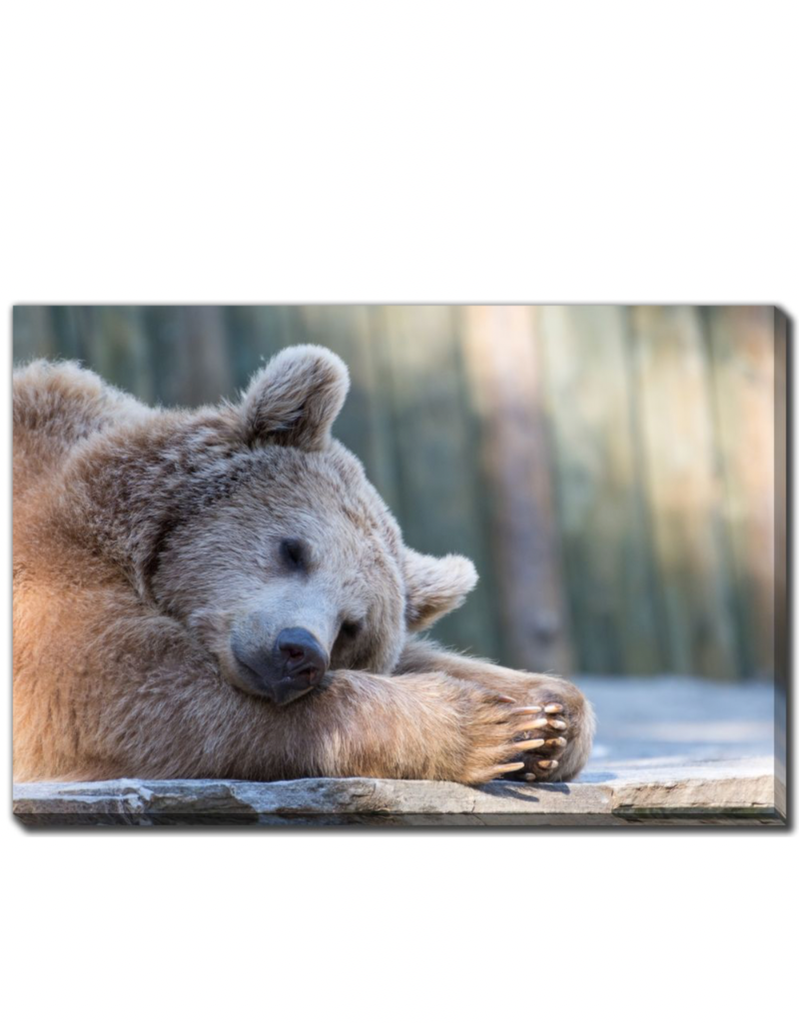 Streamline Art Sleeping Brown Bear 30 x 45 D3561-3045