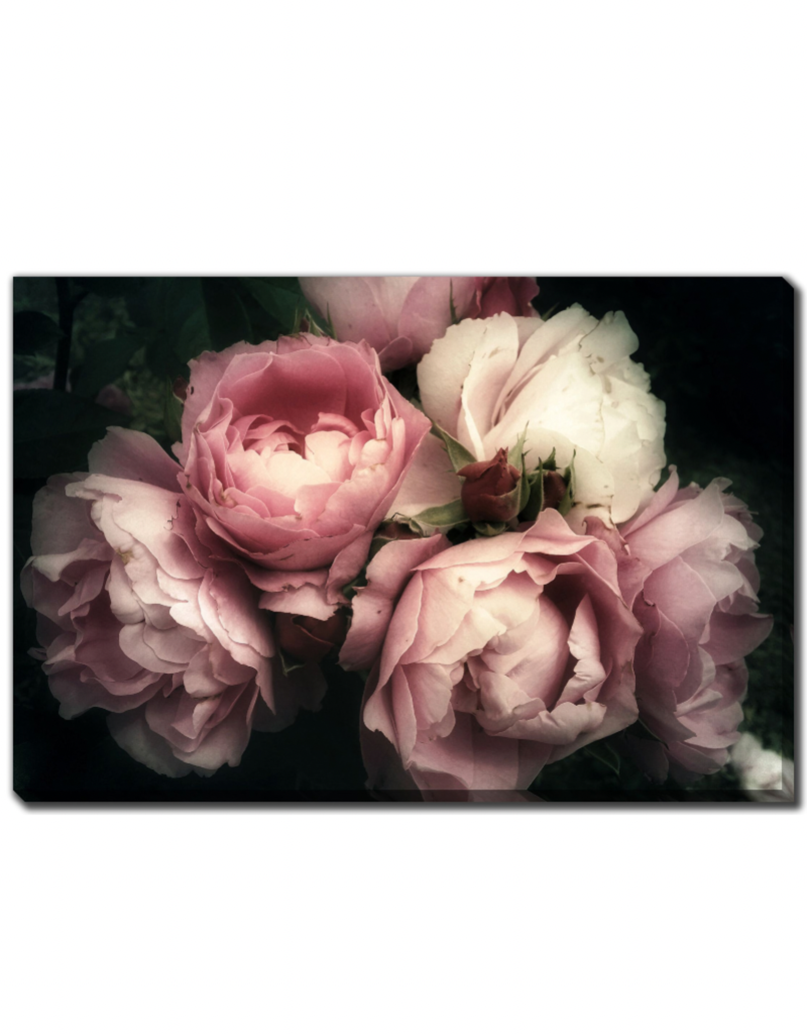 Streamline Art Bouquet Of Pink Roses 30 x 45