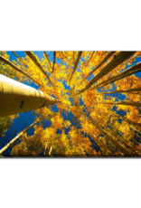 Streamline Art Aspen Trees In Fall 30 x 45 D3668-3045