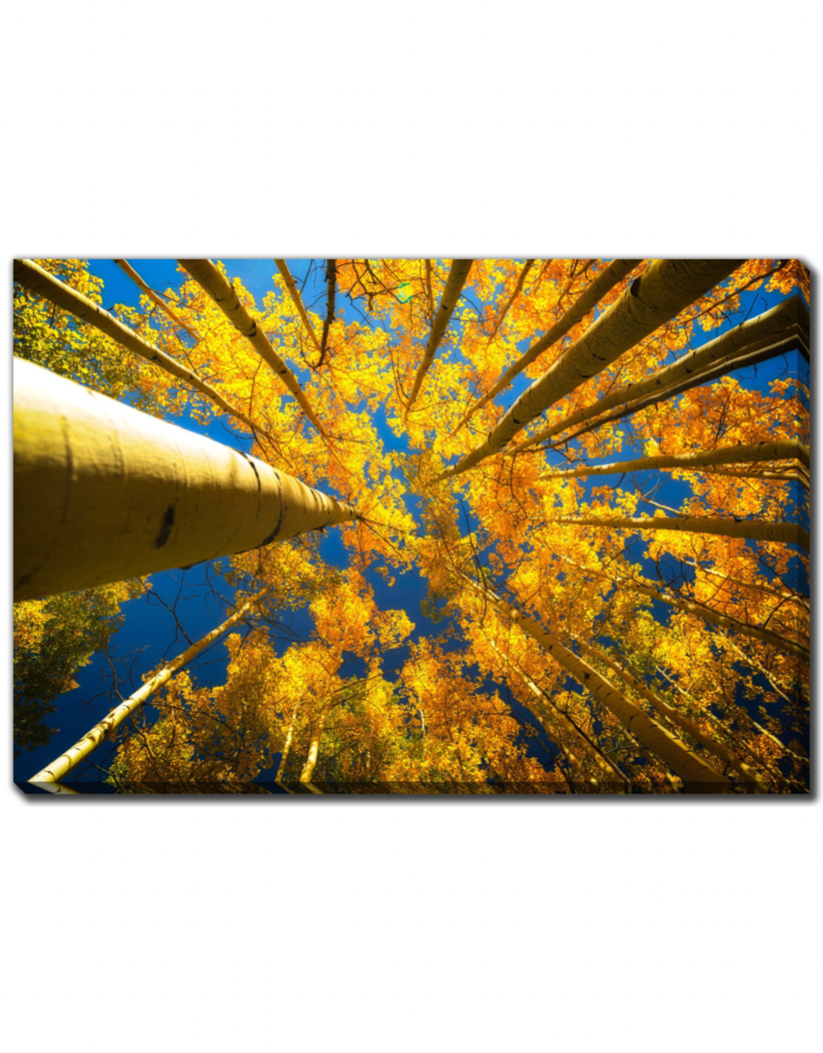 Streamline Art Aspen Trees In Fall 30 x 45 D3668-3045