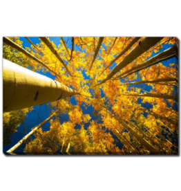 Streamline Art Aspen Trees In Fall 30 x 45 D3668-3045
