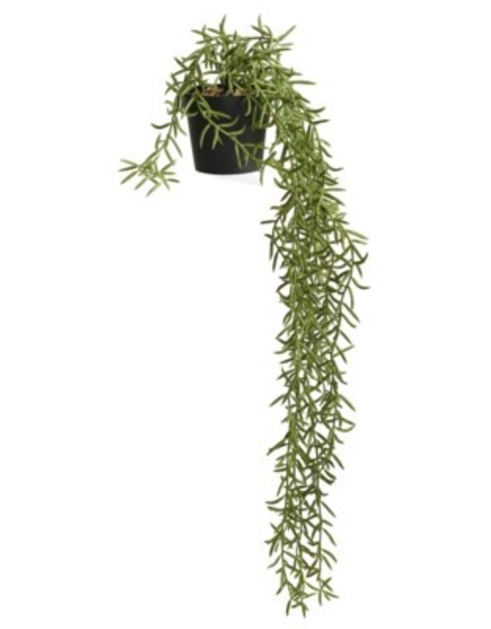 Plant PC Potted Rosemary 1050247