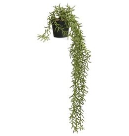 Plant PC Potted Rosemary 1050247