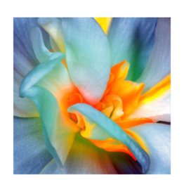 Streamline Art Colourful Bloom 38 x 38 D3703-3838