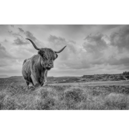 Streamline Art Highland Cow  30 x 45 D3519-3045