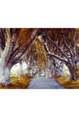 Streamline Art Enchanted Autumn Pathway 30x45