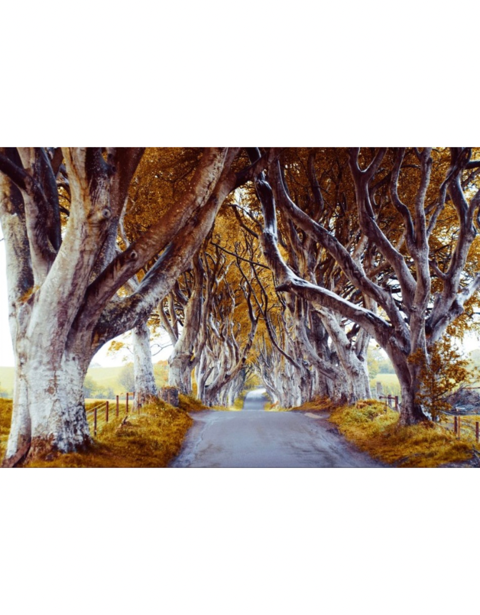 Streamline Art Enchanted Autumn Pathway 30x45