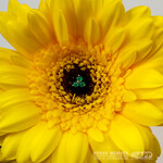 Junipurr JUNIPURR VALLEY - Genuine Chrysoprase Trinity