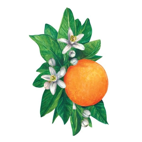 Hester & Cook Orange Blossom Table Accent - pack of 12