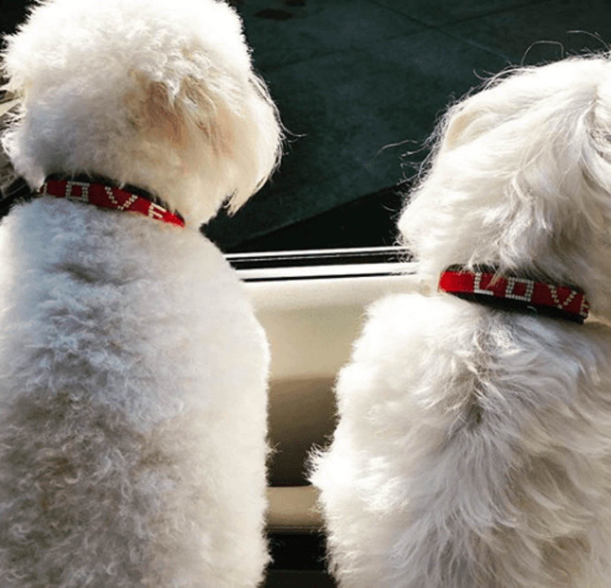 Love Project LOVE Pet Collar -Medium LOVE Pet Collar -