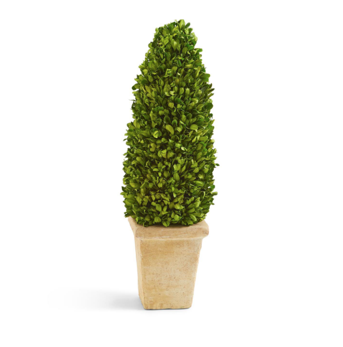 21" Preserved Boxwood Cone Topiary in Planter