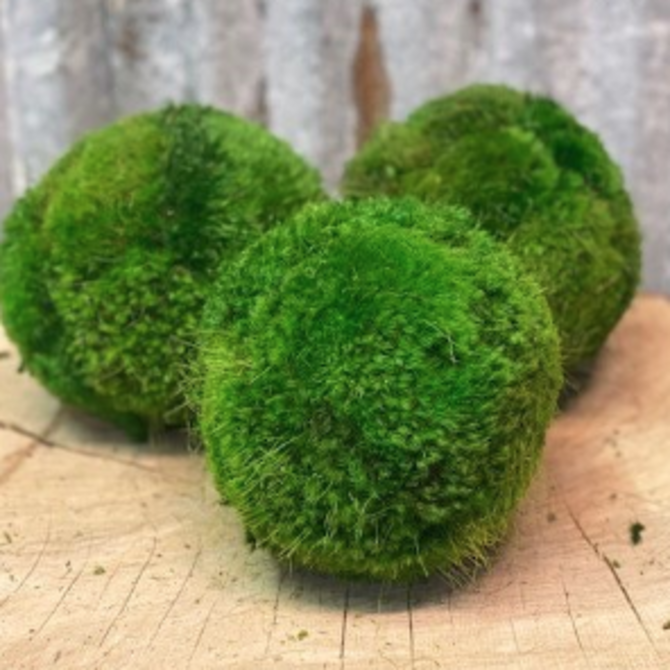 Forever Green Art Moss Balls