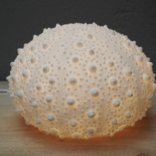 Chehoma Large Urchin Lamp