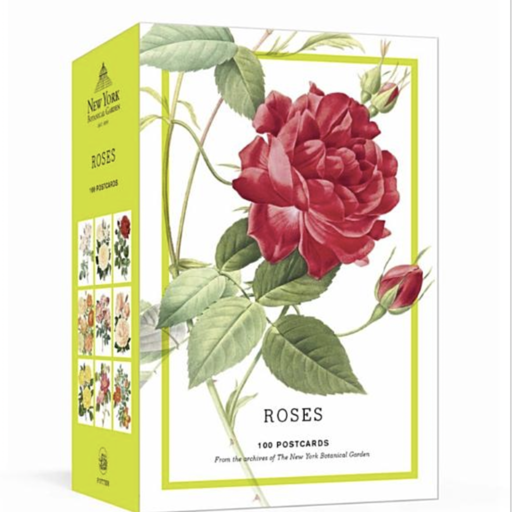 Roses Postcards, set of 100