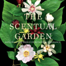 The Scentual Garden Exploring the World of Botanical Fragrance