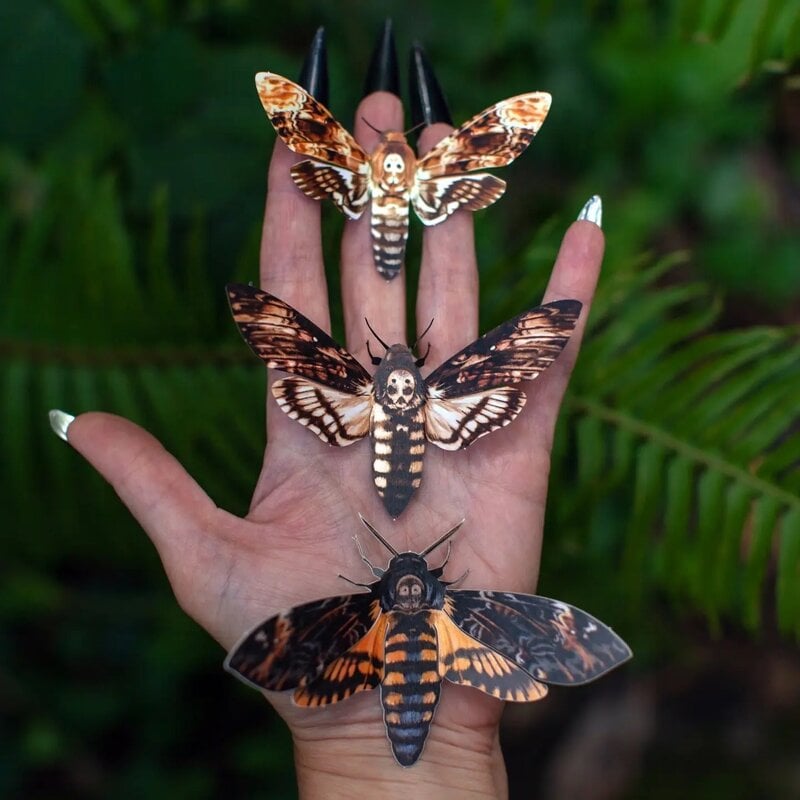 Memento Mori' Death's-Head Hawkmoth Moth Set