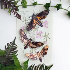 Memento Mori' Death's-Head Hawkmoth Moth Set