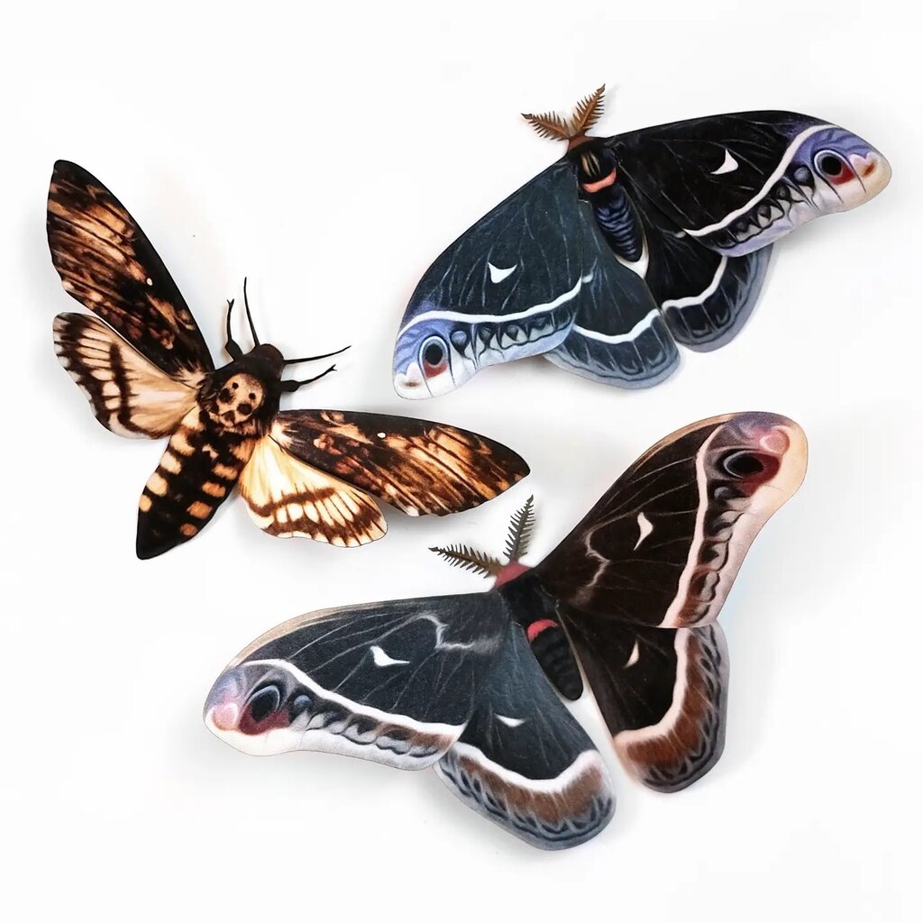 Winter' Caletta Moth Set