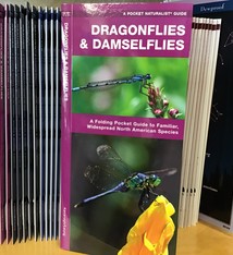 FOLDING GUIDE DRAGONFLIES & DAMSELFLIES