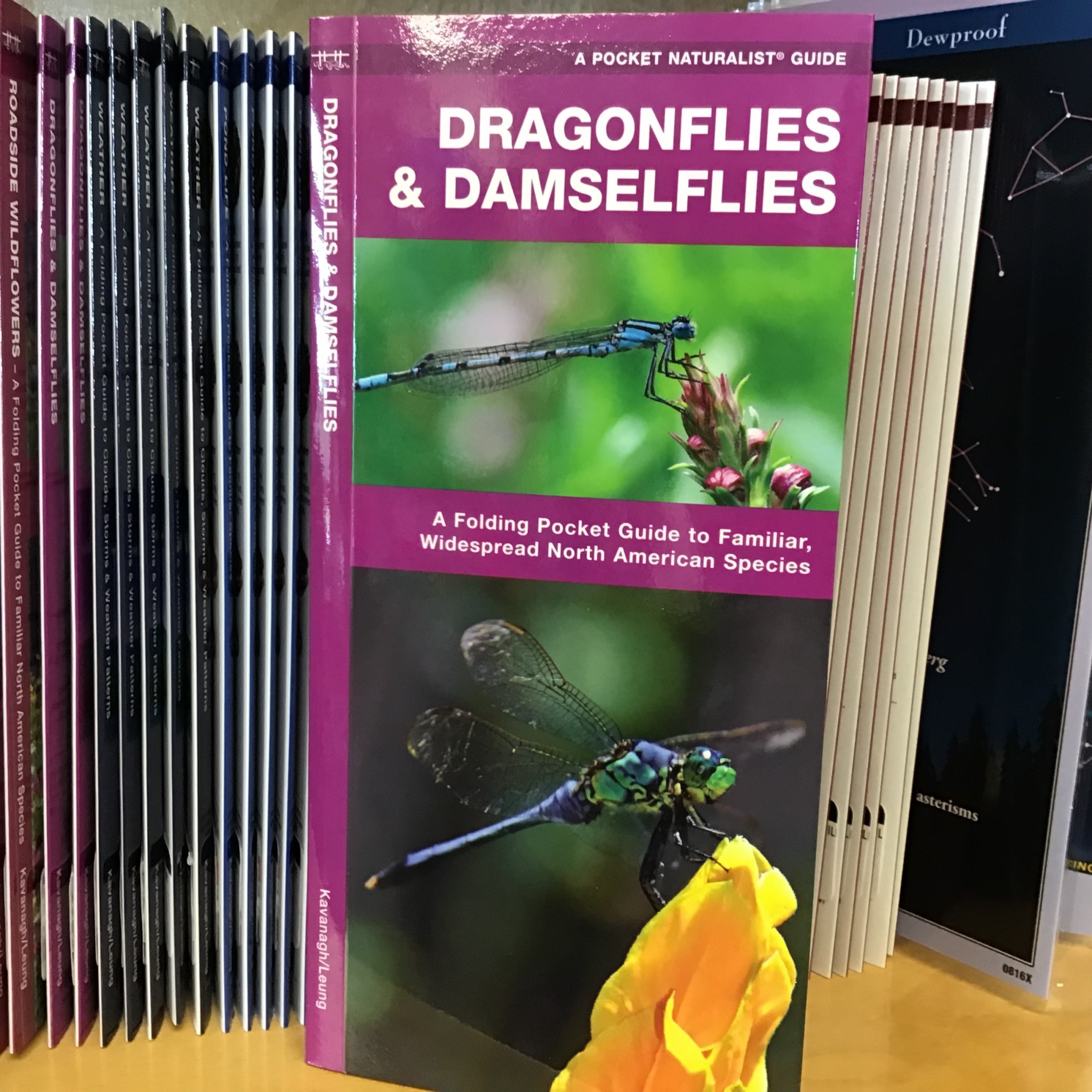 FOLDING GUIDE DRAGONFLIES & DAMSELFLIES