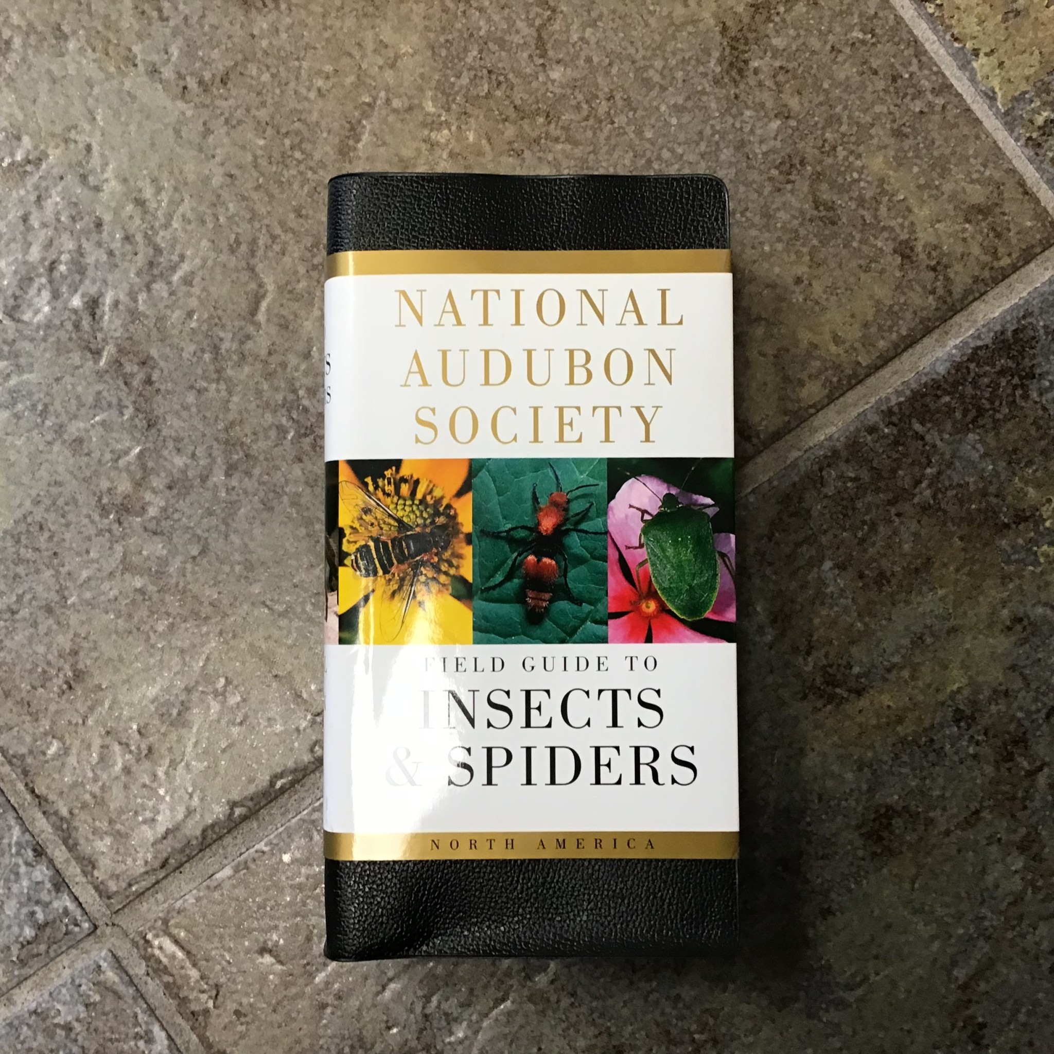 NAS FIELD GUIDE INSECTS & SPIDERS