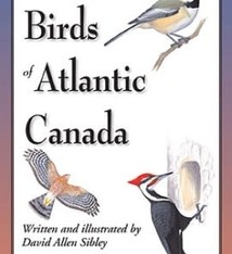 FOLDING GUIDE SIBLEY'S BACKYARD BIRDS