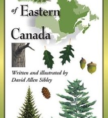 FOLDING GUIDE SIBLEY'S COMMON TREES EASTERN CANADA