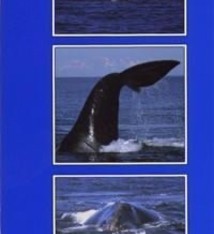 WHALES OF THE BAY OF FUNDY