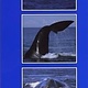 WHALES OF THE BAY OF FUNDY