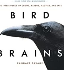 BIRD BRAINS