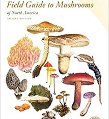 PETERSON FIELD GUIDE TO MUSHROOMS OF NA