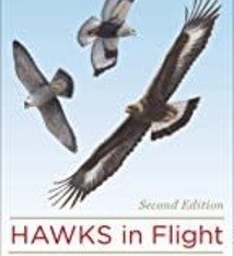 HAWKS IN FLIGHT