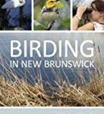 BIRDING IN NEW BRUNSWICK