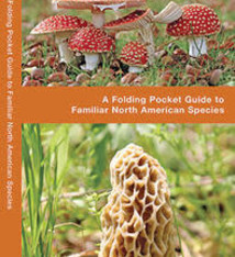 FOLDING GUIDE MUSHROOMS