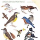 PETERSON FIELD GUIDE TO BIRDS OF EASTERN AND CENTRAL NA