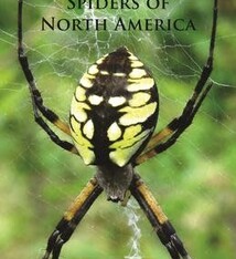 PRINCETON FG SPIDERS OF NORTH AMERICA